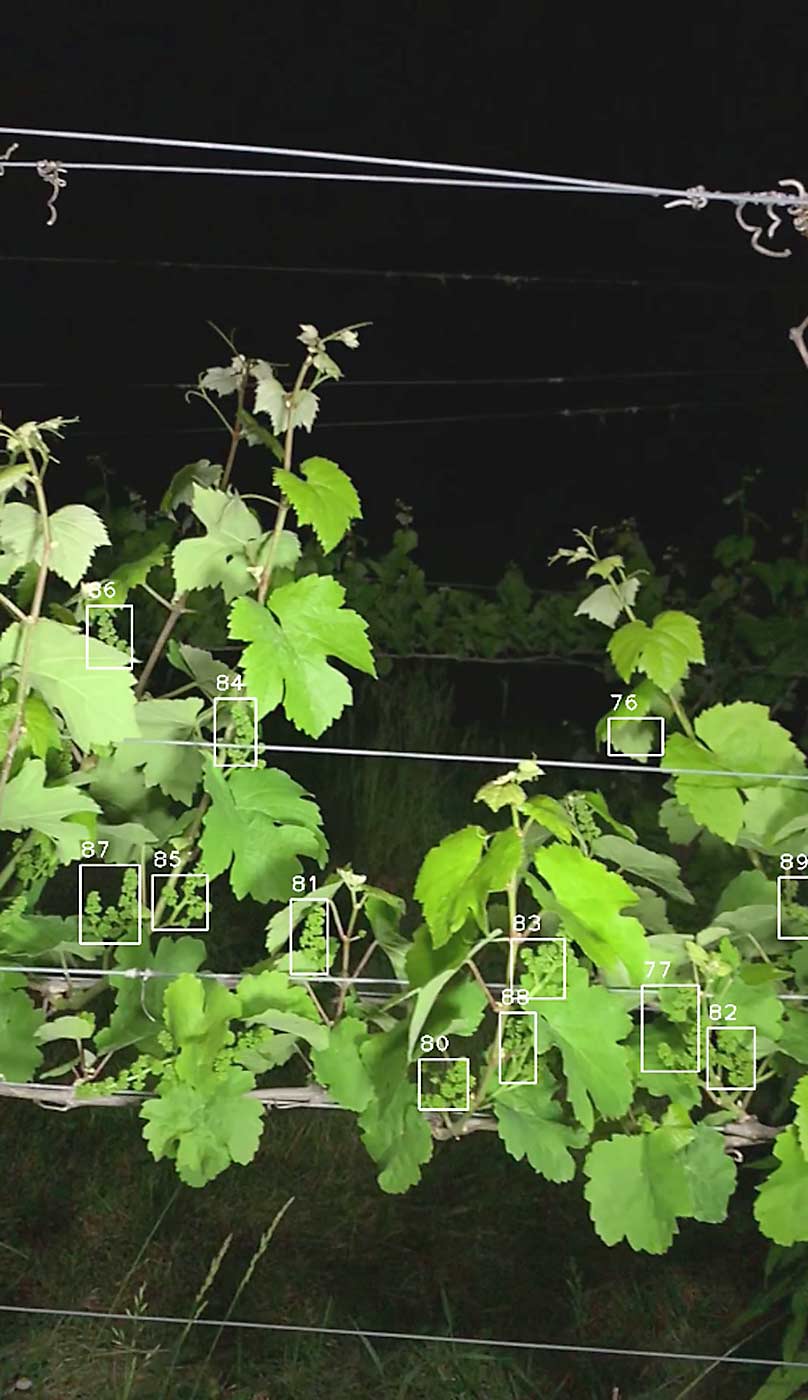 Grapevine image captured via smartphone in the Cornell trials. The little white squares highlight the way the camera counts clusters. (Courtesy Jonathan Jaramillo/Cornell University)