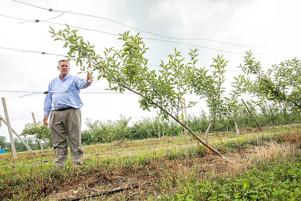 A third-leaf, multileader planting designed to have eight upright fruiting shoots lags behind the other systems in the robot-ready trial. Inspired by New Zealand orchards, Robinson said the trees grow slower in New York conditions and should be planted more densely, with fewer leaders, so they can fill the space faster. (TJ Mullinax/Good Fruit Grower)