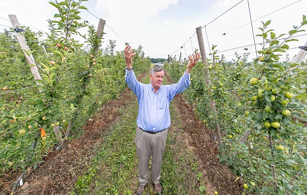 The best orchard systems should fill their space in the first two years, according to Cornell University physiologist and orchard systems expert Terence Robinson. His latest trial compares five “robot-ready” systems; this V-trellis system is performing well so far. (TJ Mullinax/Good Fruit Grower)