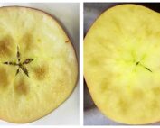 Core browning of MAIA-1 apples at left, and flesh browning at right. (Photos Courtesy Yosef Al Shoffe/Cornell University)