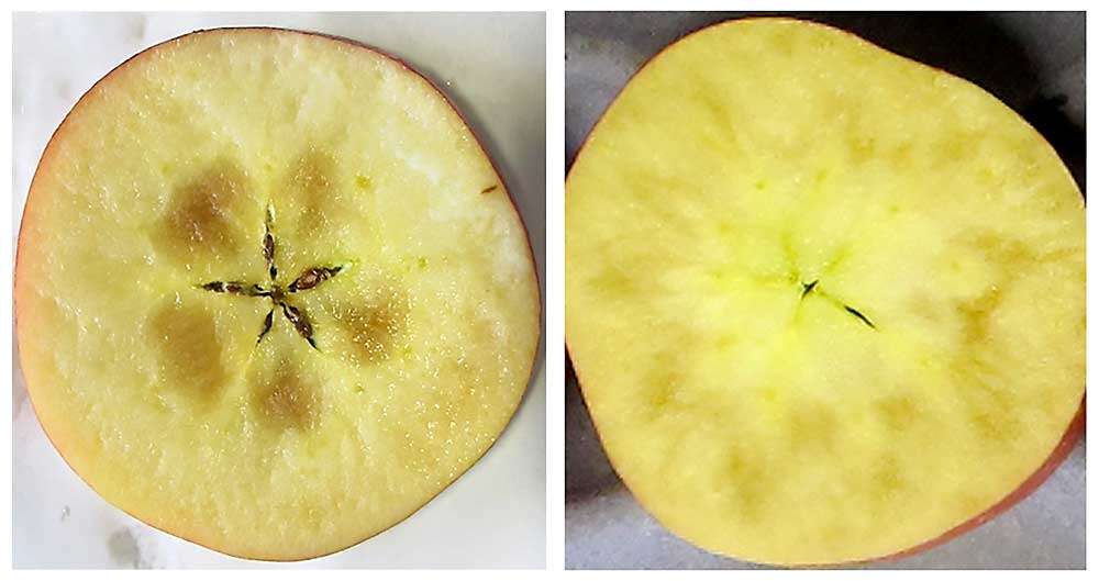 Core browning of MAIA-1 apples at left, and flesh browning at right. (Photos Courtesy Yosef Al Shoffe/Cornell University)