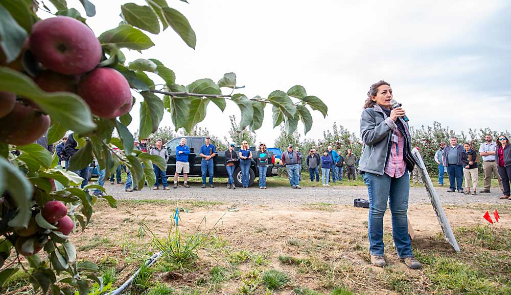 Washington State University led a field day focused on WA 38, the apple marketed as Cosmic Crisp, at Monument Hill Orchard in Quincy on Sept. 17. Another field day was held at WSU’s Prosser research orchard on Sept. 22. (TJ Mullinax/Good Fruit Grower)