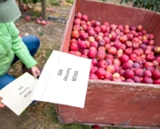 Ines Hanrahan marks bins of fresh WA 38 apples to be cataloged at Washington State University’s Sunrise research orchard in Rock Island, Washington, in October 2017. This particular set of fruit came from WA 38 trees planted on Malling 9 rootstock. (TJ Mullinax/Good Fruit Grower)