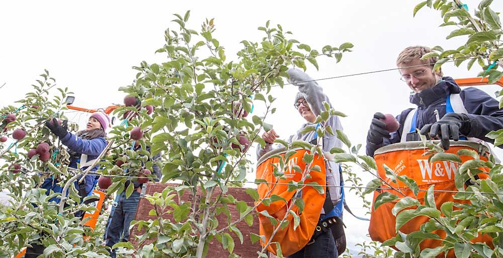 The commission’s internship program trains the next generation of tree fruit researchers from around the globe. From left, Blanca Ruiz, Ewa Pietrysiak and Johannes Götz harvest Cosmic Crisp from a platform at Washington State University’s Sunrise Research Orchard in Rock Island, Washington, in 2017. Ruiz is now a graduate student at WSU, studying packing house sanitation; Pietrysiak recently completed her doctorate at WSU, studying listeria risk in apples; and Götz is back in his native Germany, studying horticulture. (TJ Mullinax/Good Fruit Grower)