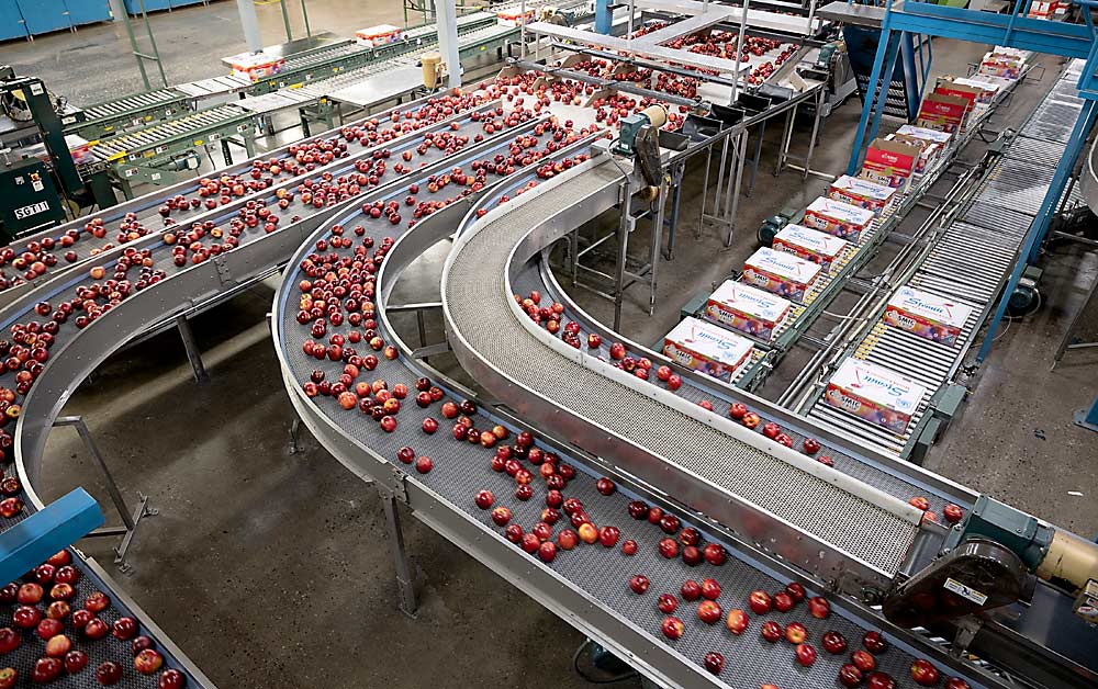 Cosmic Crisp apples run through the packing line in March at Stemilt Growers in Wenatchee, Washington. Cosmic Crisp’s volume increased to 1.6 million boxes for the 2020 harvest, well over the previous year’s 365,000. (Courtesy Landon Michaelson/Stemilt)