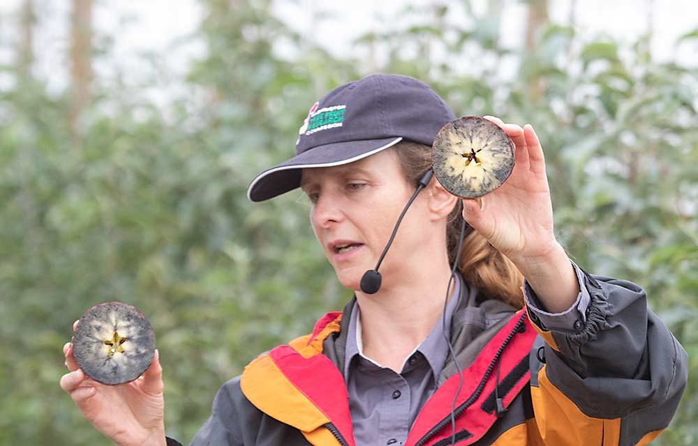 Ines Hanrahan, executive director of the Washington Tree Fruit Research Commission, shows growers an example of the starch scale range in which Cosmic Crisp apples should be harvested during a Washington State University field day held on Monday, Sept. 23 in Sunnyside, Washington. The recommended range is between 2.5, left, and 4.5, right, on the scale. The commission helped develop the new WA 38 (Cosmic Crisp) starch scale and training on the optimum harvest timing is continuing through next week. (TJ Mullinax/Good Fruit Grower)