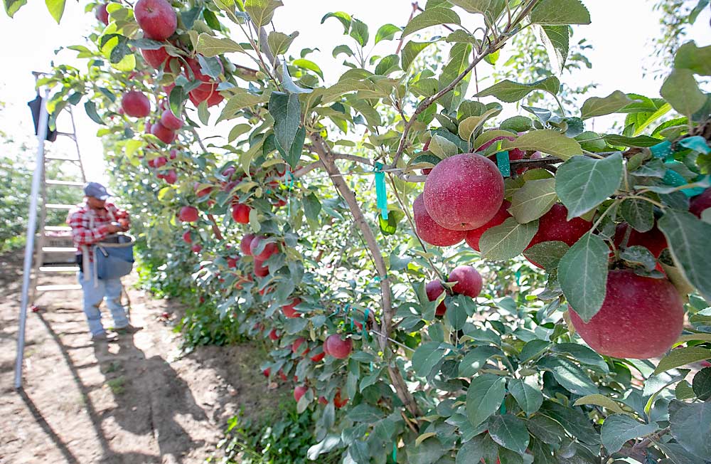 A farmworker stem-clips WA 38, marketed as Cosmic Crisp, as he picks in a Douglas Fruit orchard in early October. Apples make up about 65 percent of the company’s acreage, along with 25 percent stone fruit and 10 percent cherries, according to David Douglas. (TJ Mullinax/Good Fruit Grower)
