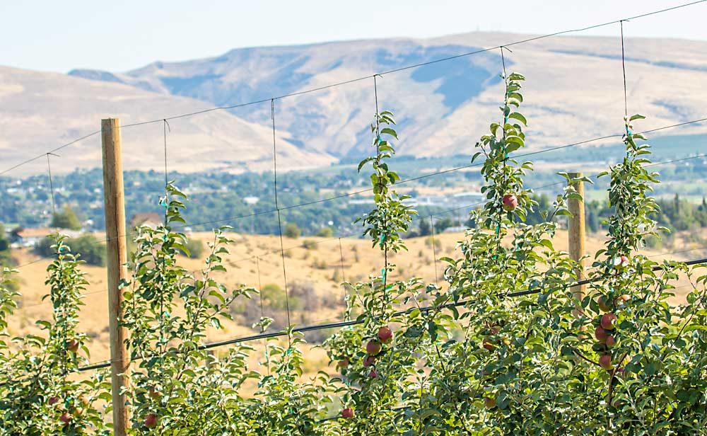 Second-leaf WA 38 trees overlooking the Yakima River Canyon at Monson Fruit are expected to bear 12 to 15 bins an acre, although they still have not reached the top trellis wire. About two-thirds of the state’s WA 38 apples will come from second-leaf trees this year. (TJ Mullinax/Good Fruit Grower)