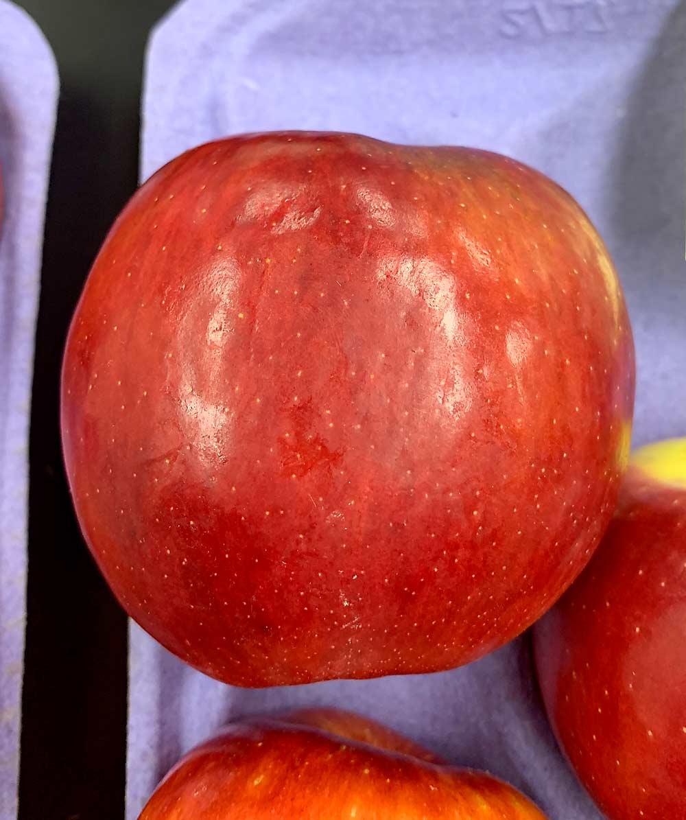 This WA 38 apple is mostly shiny with warehouse-applied carnauba wax, but it has a dull spot in the center where its natural grease oozed through. Carolina Torres, a postharvest specialist from Washington State University, recommends packers explore alternative waxes — other than carnauba, the industry favorite. (Courtesy Carolina Torres/Washington State University)