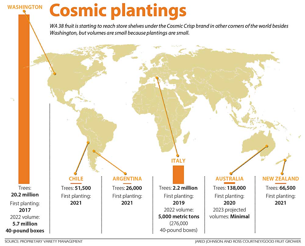 WA 38 fruit is starting to reach store shelves under the Cosmic Crisp brand in other corners of the world besides Washington, but volumes are small because plantings are small. (Source: Proprietary Variety Management; Graphic: Jared Johnson and Ross Courtney/Good Fruit Grower)