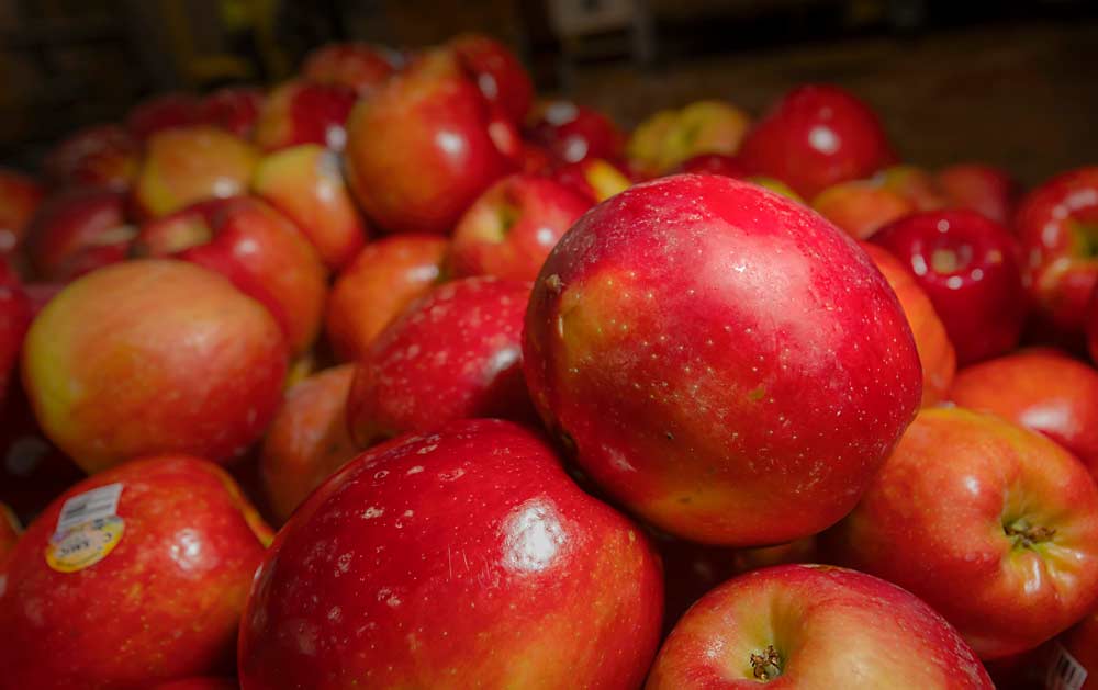 This WA 38 cull, right center, has a slightly dull appearance where its natural greasiness did not wash off prior to waxing and labeling, unlike the others around it, at a packing house near Yakima, Washington, in April. In its third commercial year, managers are still fine-tuning harvest timing of the WA 38 variety, marketed as Cosmic Crisp, to avoid greasy fruit on the packing line. (TJ Mullinax/Good Fruit Grower)