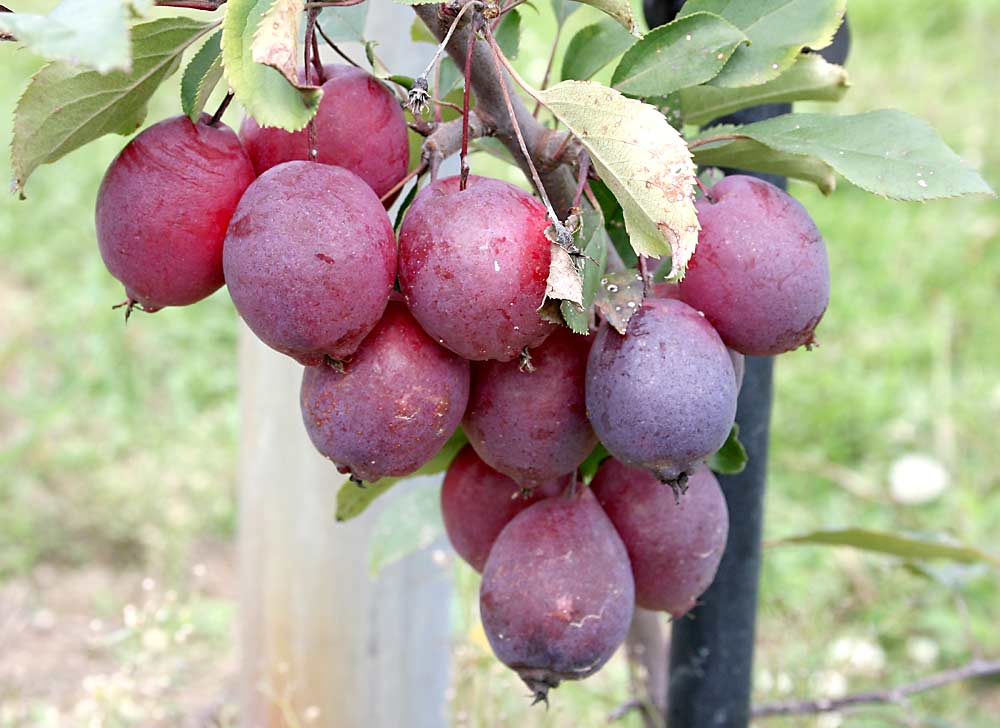 The Cranberry apple, bred by R.L. Wodarz, is most likely a cross between the Dolgo and Redflesh varieties. Its sweet and tart flavor is reminiscent of cranberry fruit. Cranberry is being distributed for use in hard and sweet ciders. (Courtesy Steve van Nocker/Michigan State University)