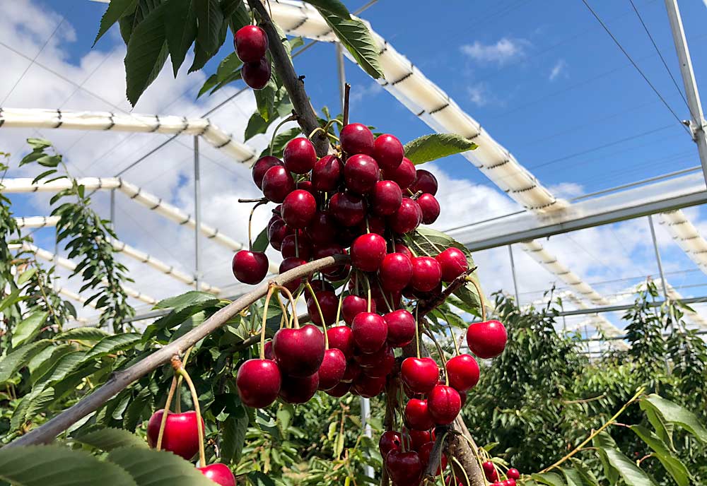 Reid Fruits in Tasmania installed a Cravo automatic retractable covering system over a 12-acre cherry orchard in 2016. Tasmanian growers have invested heavily in a variety of protective covers to protect against late-season rains that induce cracking, as well as hail, wind and frost, according to University of Tasmania professor Dugald Close. (Courtesy Richard Vollebregt/Cravo)