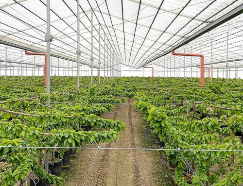 Protecting the investment in covered sweet cherries
