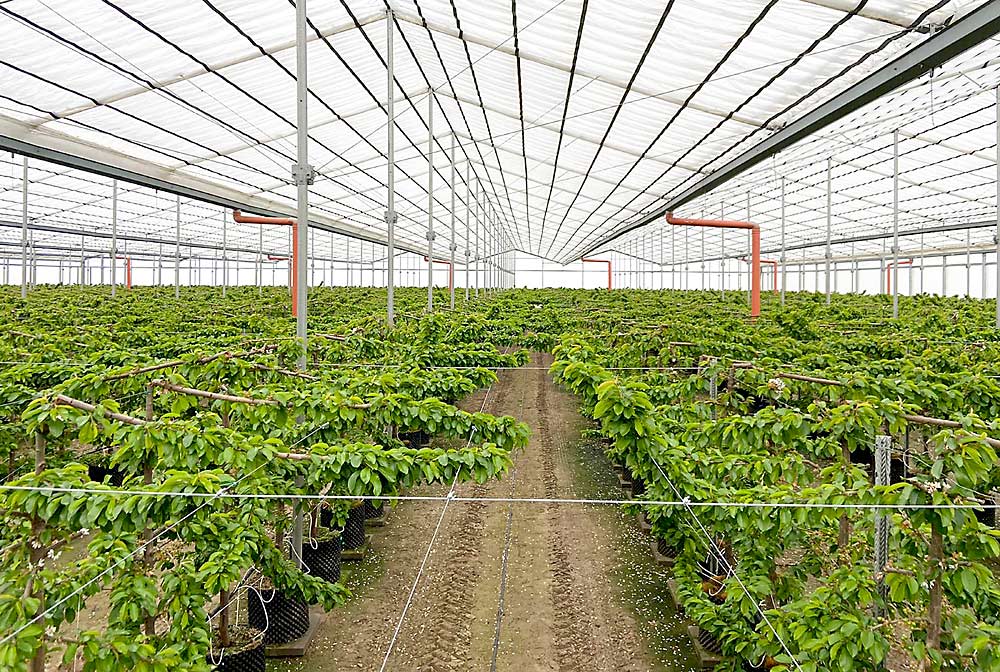 A Cravo cover with a retractable roof over a sweet cherry planting at Architect Line in Hungary. A retractable roof can help increase or decrease transpiration and affect tree and soil temperatures by covering orchards or exposing them to the outdoors. (Courtesy Richard Vollebregt/Cravo)