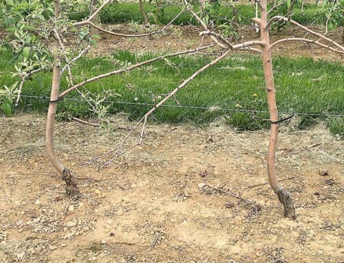 Methods of matchmaking for rootstocks and cultivars