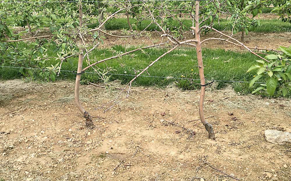 Crimson Crisp on Malling 9 rootstock at the Penn State University agricultural research center at Rock Springs. The planting is part of the NC-140 Regional Rootstock Research Project, which tests rootstock performance across the country and helped drive the apple industry toward high-density plantings. (Courtesy Richard Marini/Penn State University)