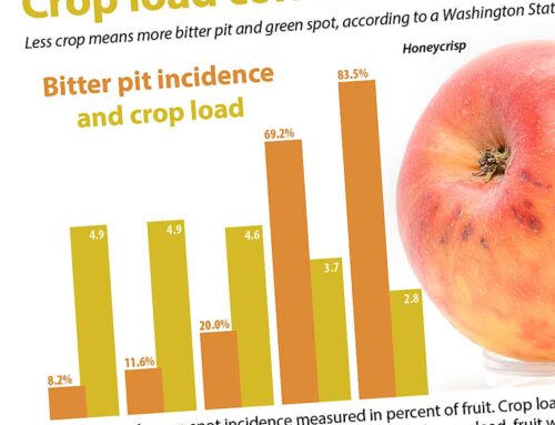 Crop load comes first when managing common apple storage disorders