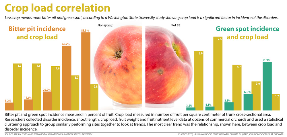This chart shows a correlation between crop load and the rate of bitter pit in Honeycrisp and green spot in WA 38 apples. (Source: Lee Kalcsits and Bernardita Sallato/Washington State University; Photos: TJ Mullinax/Good Fruit Grower; Graphic: Jared Johnson/Good Fruit Grower)