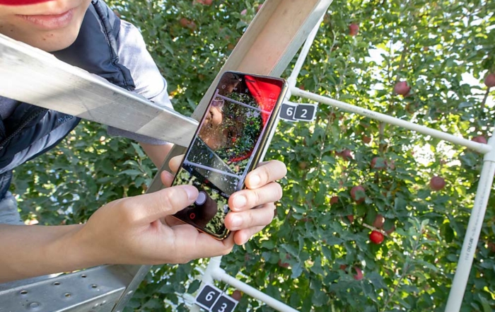 Xin Zhang, a graduate student at Washington State University, collects data during the second year of testing a new crop load estimation mobile phone application in October in Wapato, Washington. She and several other WSU students are working with ag engineer Manoj Karkee to provide growers an easy-to-use tool to better calculate crop size with smartphones. Results from the first year of testing were promising, showing 95 percent crop load estimate accuracy in this particular block of Fuji apples. (TJ Mullinax/Good Fruit Grower)