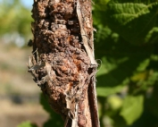 Risk of crown gall disease, caused by a bacterium that hijacks the healing process after cold damage, appears to be reduced but not eliminated by planting certified vines. (Courtesy Michelle Moyer, Washington State University)
