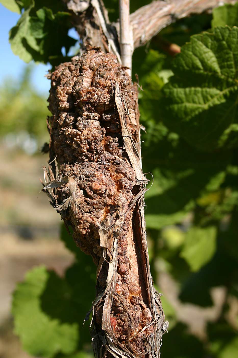 Risk of crown gall disease, caused by a bacterium that hijacks the healing process after cold damage, appears to be reduced but not eliminated by planting certified vines. (Courtesy Michelle Moyer, Washington State University)