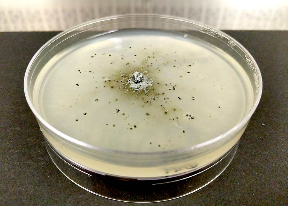 برای تعیین اینکه کدام گونه قارچ در تاکستان های مینه سوتا وجود دارد ، DeKrey برای استخراج و شناسایی DNA عوامل بیماری زا را در آزمایشگاه کشت می دهد.  این صفحه معمولاً پاتوژن موجود در نظرسنجی سال 2019 وی ، Cytospora viticola را نشان می دهد.  (با مجوز دیوی دی کری / دانشگاه مینه سوتا)