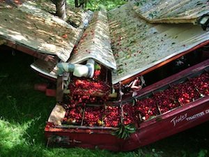 After a short crop last year, the tart cherry industry will start the season with a low inventory. 