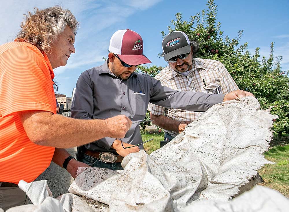 Craver, Imbert Moreno and Jose Ramirez search reflective fabric for beneficial arthropods in late September at KDS Orchards near Royal City, Washington. Craver, who manages several Columbia Basin orchards, wraps old fabric around tree trunks to provide habitat for predators and protect graft unions from sunburn. Such techniques have helped earn Craver the 2019 Good Fruit Grower of the Year award. Craver says Moreno is the lead scout for the company’s IPM program. (TJ Mullinax/Good Fruit Grower)