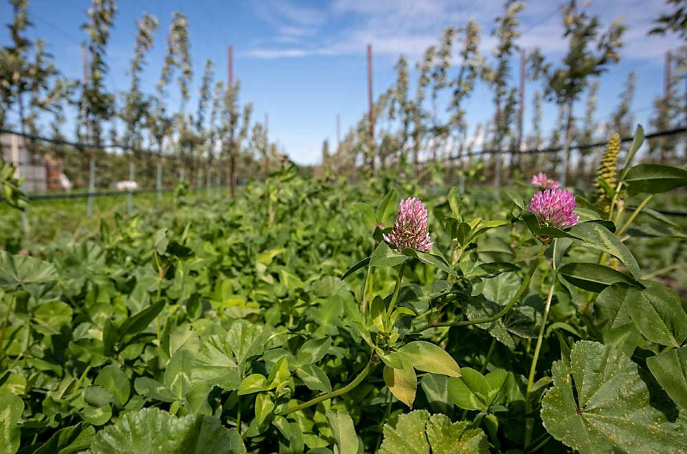 A mixed clover cover crop grows between rows of first-year Granny Smiths as an organic nitrogen improvement technique at one of the farms Craver manages. Craver specializes in organic production. (TJ Mullinax/Good Fruit Grower)