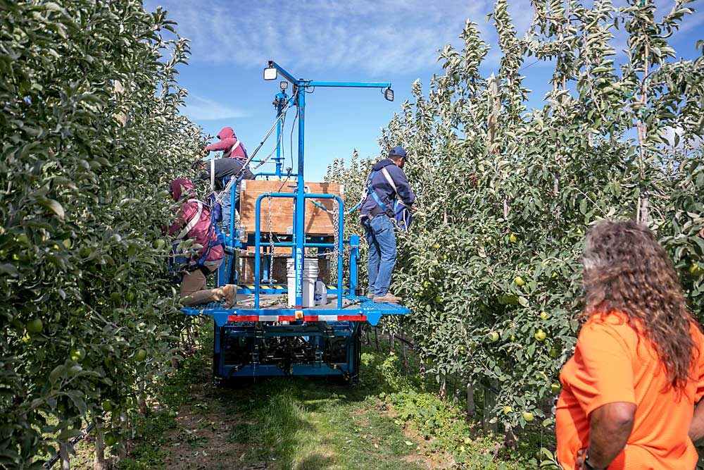 Craver checks on the platform harvest of Granny Smiths at New Royal Bluff Orchards. He has most of his blocks planted and designed for mechanization but is still evaluating between two platform manufacturers. (TJ Mullinax/Good Fruit Grower)