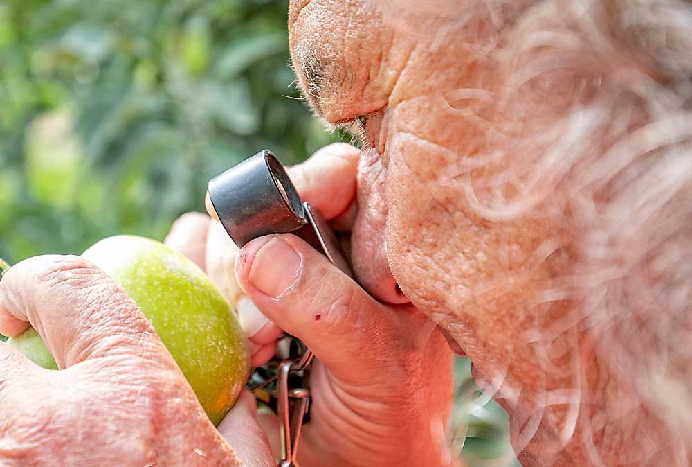 Craver takes a close look at thrips damage on a Granny Smith at New Royal Bluff Orchards. (TJ Mullinax/Good Fruit Grower)