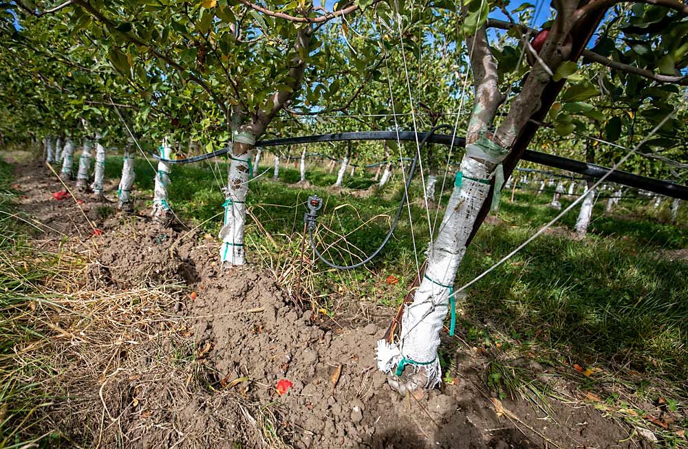 Craver wraps reflective fabric around tree trunks to provide habitat for beneficial arthropods and protect graft unions from sunburn. (TJ Mullinax/Good Fruit Grower)