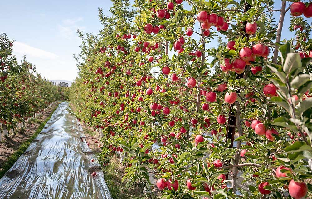 Organic Ambrosias ripen before harvest at Crave Organics, the farm Craver founded with his                family and has since merged with New Royal Bluff Orchards. Craver was an early producer of the Canadian variety. (TJ Mullinax/Good Fruit Grower)