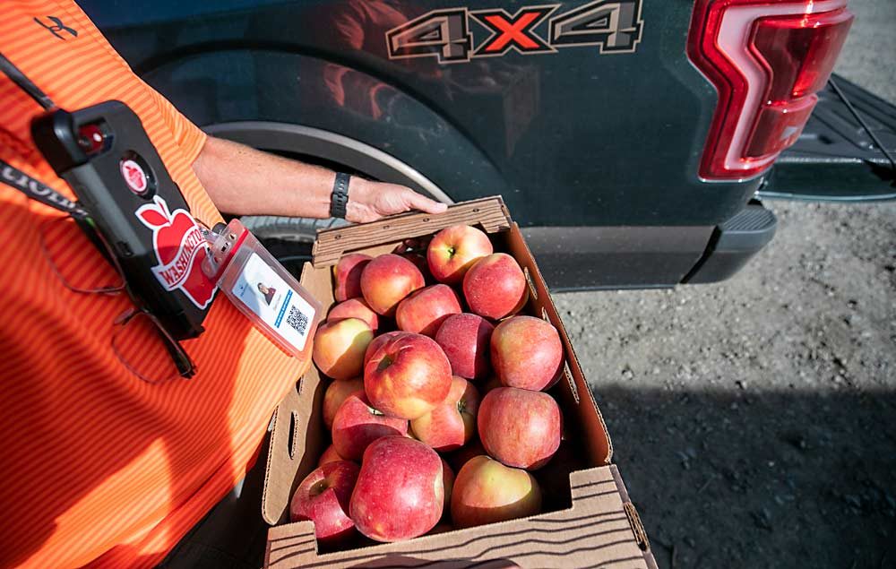 All the tools Craver might need in a day — two loupes for checking out insects, reading glasses, pens, his phone and even an old photo ID, as a joke — dangle and jangle from a lanyard around his neck. He just likes having them within reach. (TJ Mullinax/Good Fruit Grower)