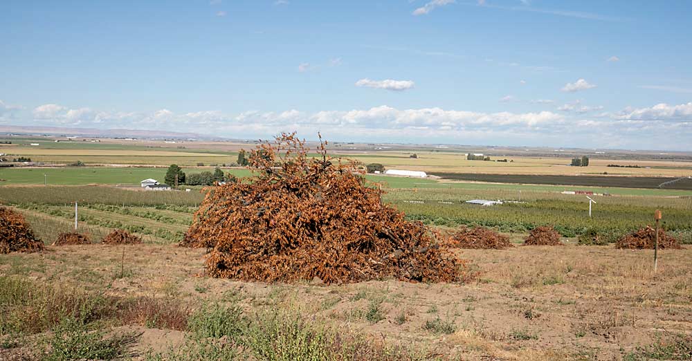 More data is needed, but orchard systems and practices will likely fare well from a carbon-balance perspective, except for the practice of burning trees at the end of the orchard’s productive life, said Chad Kruger, director of Washington State University’s Tree Fruit Research and Extension Center in Wenatchee. (TJ Mullinax/Good Fruit Grower)