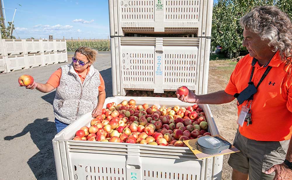 Craver discusses the weight, and therefore box size, of Honeycrisp samples with Sarah Craver, one of his six daughters and the one most involved with horticulture. (TJ Mullinax/Good Fruit Grower)
