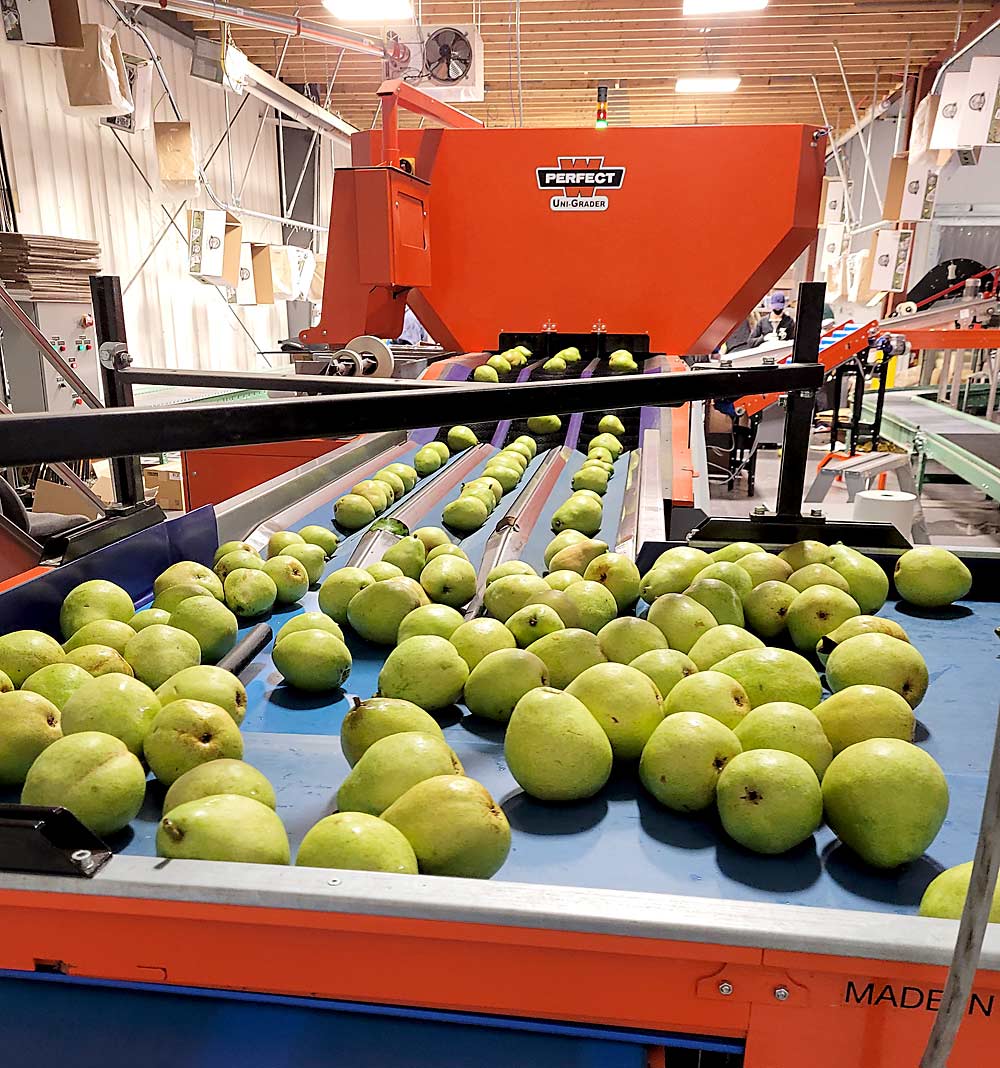Green Anjou pears running on Day’s Century Growers’ packing line in October. To have more control over their fruit quality and returns, the Day family invested in a state-of-the-art packing line with the first pear-specific optical sorter installed in Canada. (Courtesy Kevin Day/Day’s Century Growers)