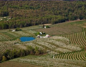 The IFTA tour will visit orchards in Adams County, Pennsylvania. Courtesy Tara Baugher, Penn State 