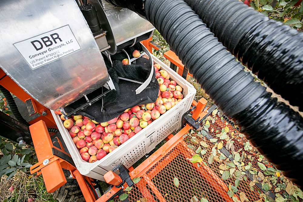 The Bandit Cyclone’s vacuum sucks Minneiska apples through tubes, deposits them onto a neoprene and brush base and places the apples into a bin in Quincy, Washington, in 2019. The system’s designers, based in Michigan and Washington, have been continuously improving the suction, noise and bin-filler systems. (TJ Mullinax/Good Fruit Grower)