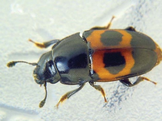 The strawberry sap beetle was one of three species identified in cherry orchards. The other two were dusky and picnic sap beetles. (Courtesy Stephen Luk)
