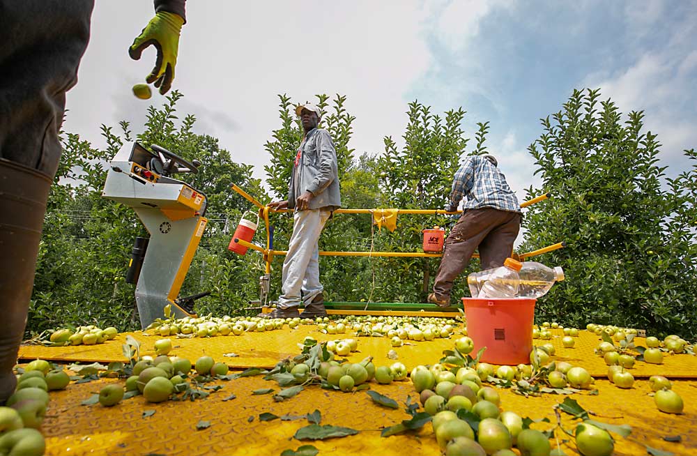 H-2A crew member George Cain, center, operates a platform during apple thinning at Donald DeMarree Fruit Farm in Williamson, New York, in July 2019. Like other New York growers, owners Alison and Tom DeMarree are adjusting to rising wages and a new overtime rule by scrutinizing every aspect of their operation, looking for ways to boost income and keep costs down. (TJ Mullinax/Good Fruit Grower)