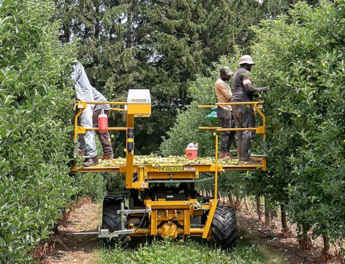 High costs and low prices causing double bind for apple growers