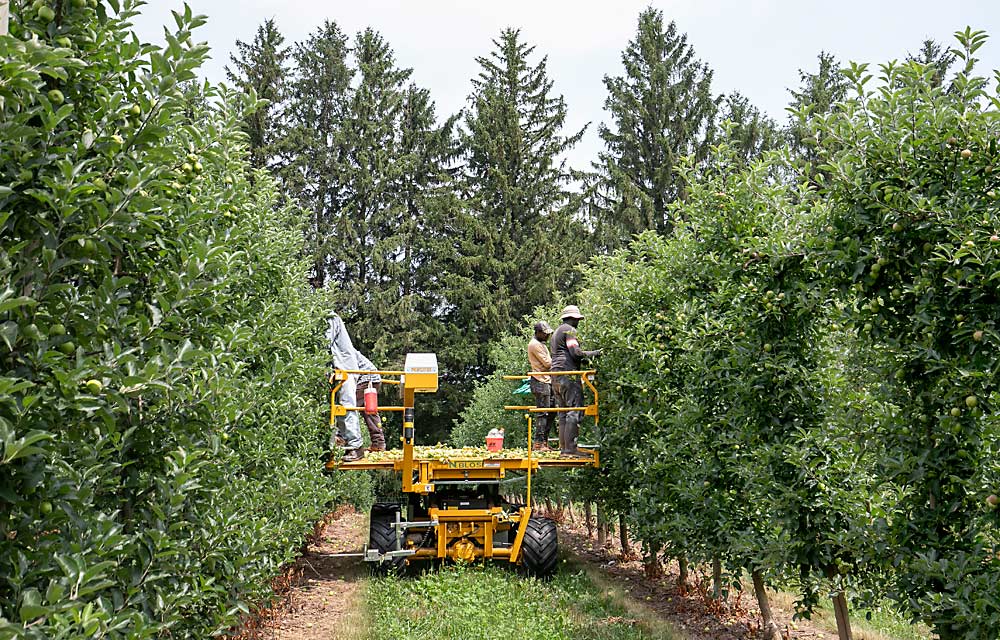 H-2A crew members thin apples on a platform at DeMarree Fruit Farm in Williamson, New York, in July 2019. As New York’s wages rise and its overtime threshold lowers, more growers will rely on platforms and other technology to create efficiencies. (TJ Mullinax/Good Fruit Grower)