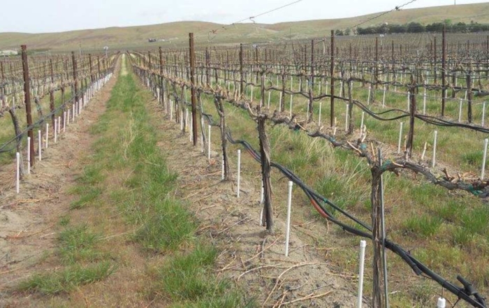 Irrigation is delivered directly to the root zone at varying depths with PVC pipes. Researchers hope that they can find the right level of water stress to keep vines and roots healthy but control canopy growth. (Courtesy Pete Jacoby)