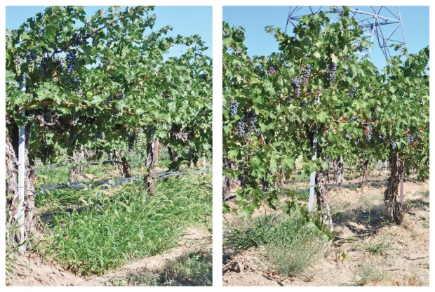 A side benefit of regulated deficit irrigation is weed control. Notice the abundance of weeds in the left photo (100 percent ET) compared to the lack of weeds in the 25 percent ET vines on the right. (Courtesy Markus Keller) 