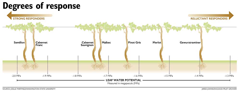 A four-year study of wine grapes’ leaf water potential versus soil moisture found that different varieties respond to water stress in varying degrees. Varieties such as Semillon and Cabernet Franc respond strongly, Gewurztraminer responds reluctantly, while other varieties fall at various spots in the middle. Previously, conventional belief held that different varieties were either at one end or the other. Source: Joelle Martinez/Washigton State University. Illustration: Jared Johnson/Good Fruit Grower