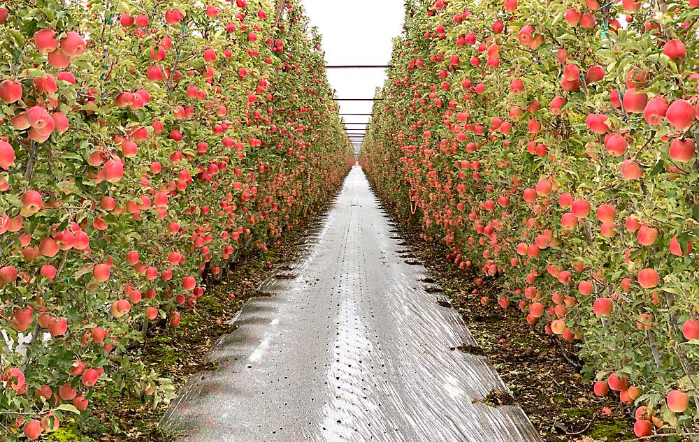 The color gains and harvest efficiency provided by pneumatic leaf removers are obvious in this Cripps Pink block in Mattawa, Washington, in October 2019. Karen Lewis of Washington State University Extension shared this photo during a talk on the technology in January. (Courtesy Karen Lewis/Washington State University Extension)