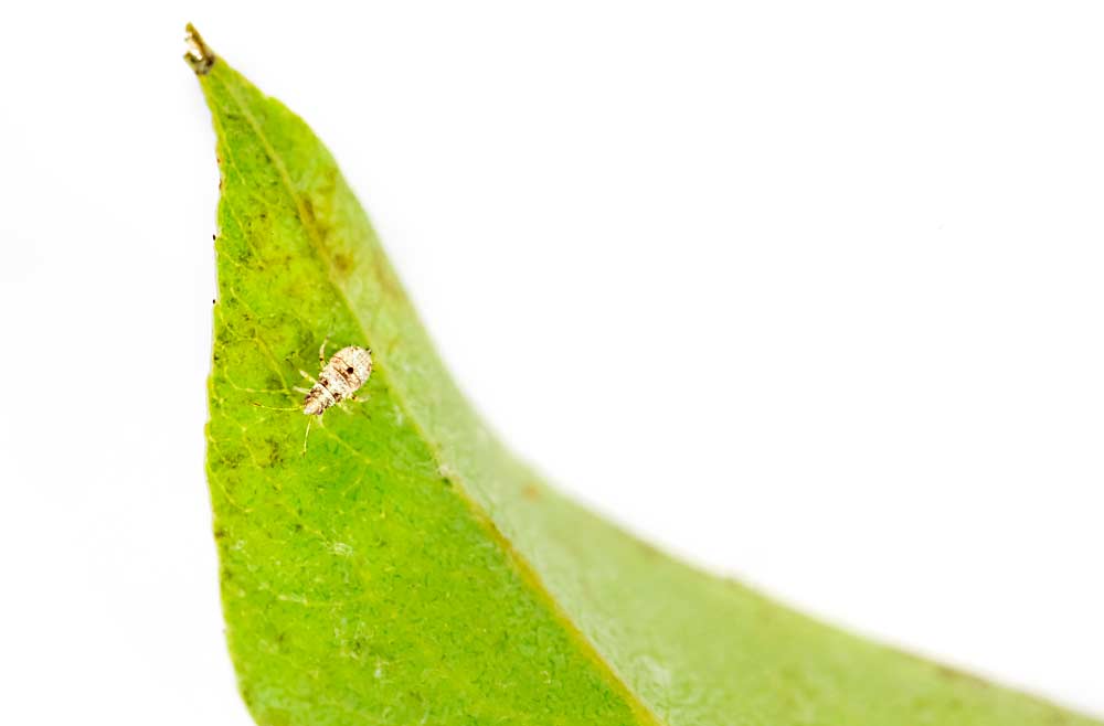 A Deraeocoris brevis nymph. These pear psylla predators provide important biological control in Wenatchee River Valley pear orchards, and a new Washington State University study has established a new sampling threshold to help growers and pest consultants understand if there are enough predators present in the orchard to keep psylla in check. (TJ Mullinax/Good Fruit Grower)