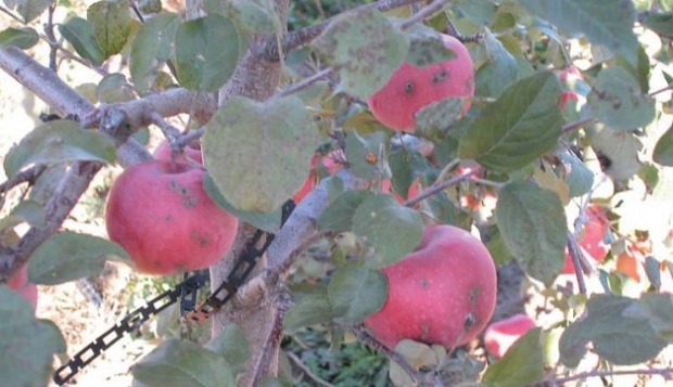 Apple scab is a serious problem in humid climates, and McIntosh is very susceptible. Lesions occur on both leaves and fruit.